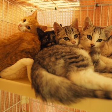 フワフワの4兄妹です。