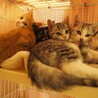 フワフワの4兄妹です。