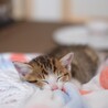 ちびっ子お昼寝中。スヤスヤと良い夢見てるのかな？