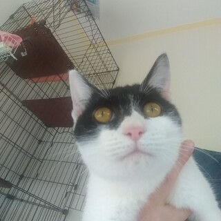 多頭飼育救済！密着希望の更夜（こうや）くん