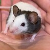 保護パンダマウス♂　ロイくん サムネイル1