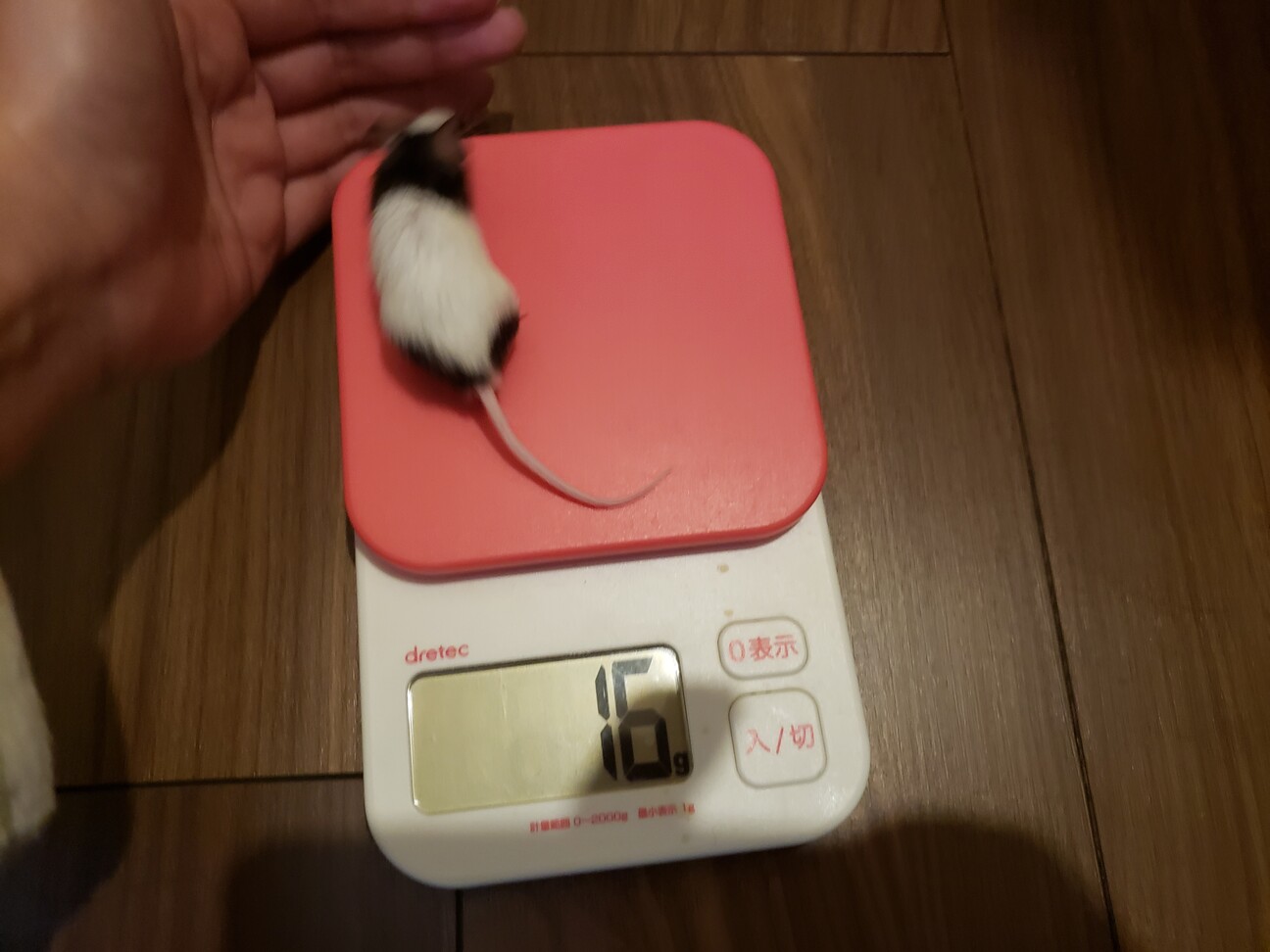 保護パンダマウス♂　ロイくん サムネイル5