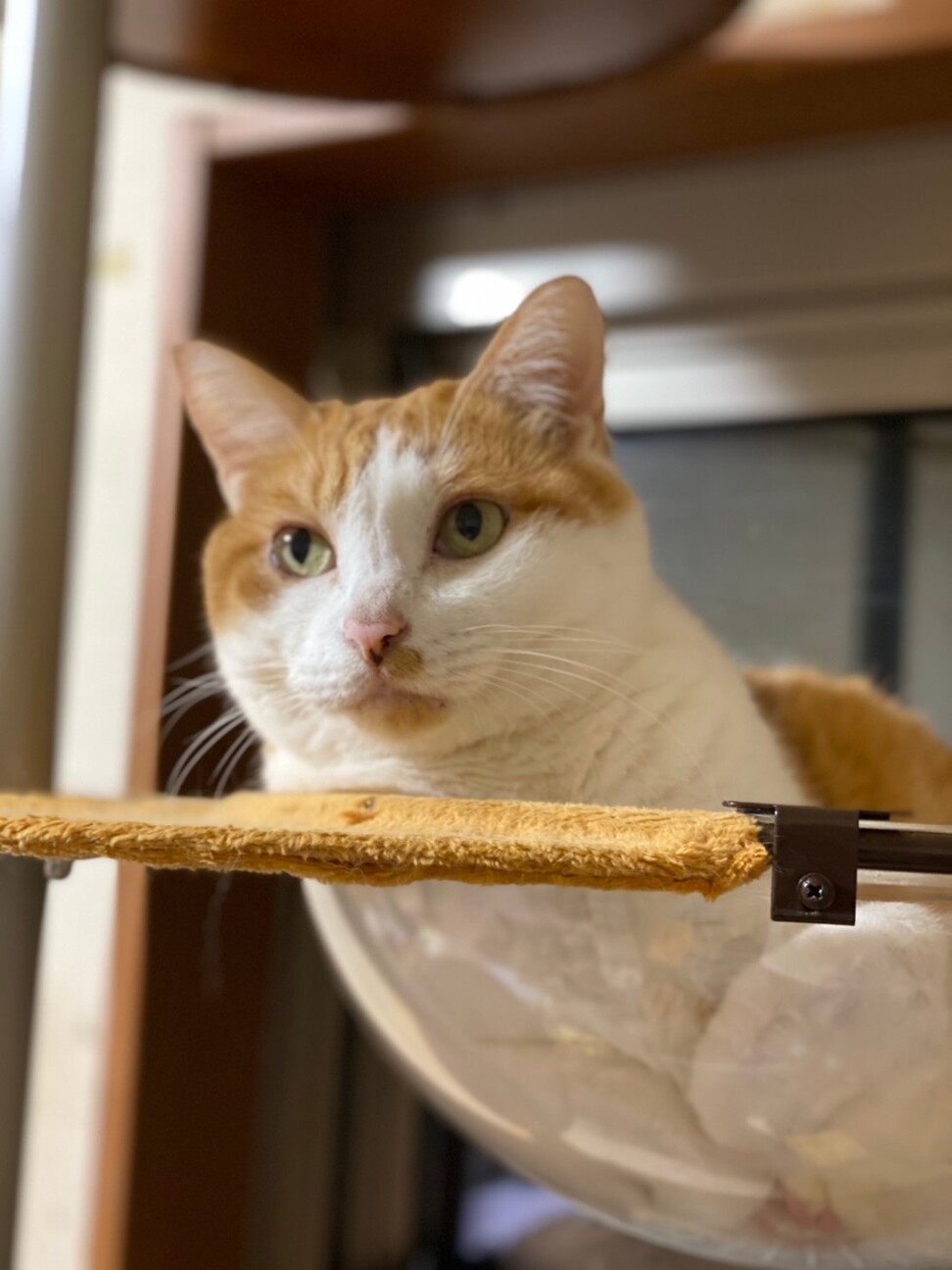 白茶ちょび太 甘えん坊 埼玉県 猫の里親募集 ペットのおうち 月間利用者150万人