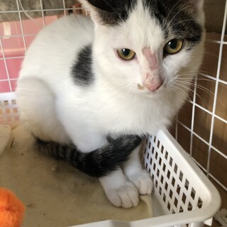 仲良し兄弟ビビリな甘えん坊のスリスリ子猫