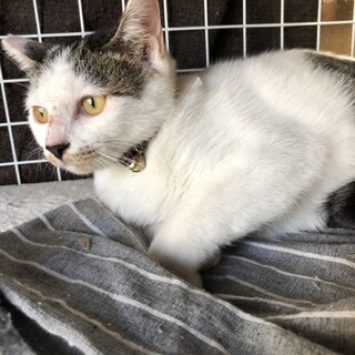 仲良し兄妹の抱っこが好きな子猫