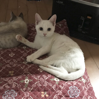 １１月２２日栃木わんにゃん応援団譲渡会ゆきこちゃん