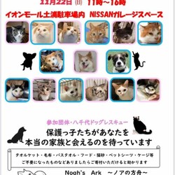 犬猫里親会