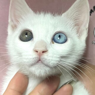 Kcat₋999　オッドアイの可愛いにゃんこ♪