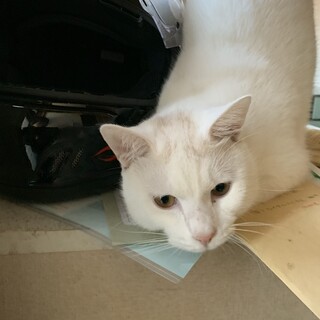 白猫ちゃんの里親募集中