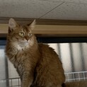 ずっとのお家を募集中
