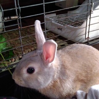 ウサギ好きの家の子になりました