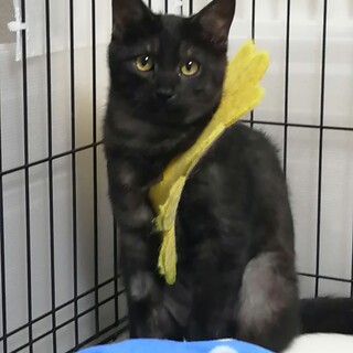 黒トラ柄(ブラックスモーク)の子猫くん