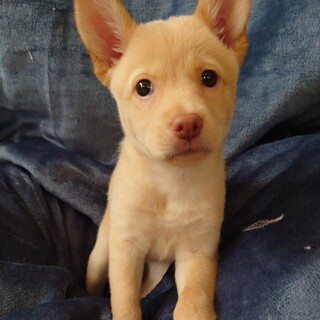 味のあるお顔がクセになる小ぶりな“アズちゃん”