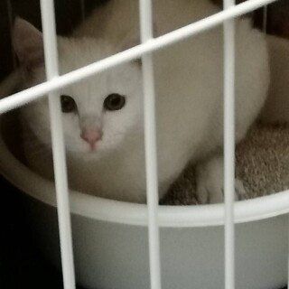 この子を家族に迎えてください！