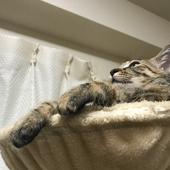 dashiyoのカバー写真