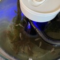 メダカとタニシ２匹とラムズホーンとエビ