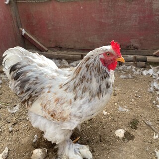 巨大ニワトリ（ライトブラマ）