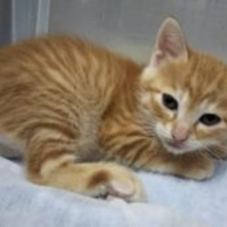 みゃーちゃんベビィズ「ぎんなん」