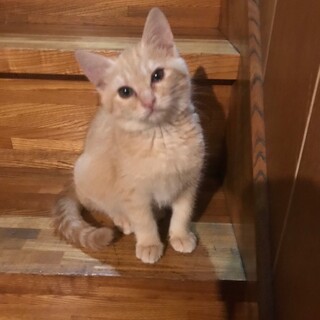 保護猫(３ヶ月位)もらってください❗