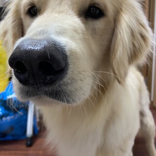 1歳♂ゴールデンレトリバー(一旦終了)