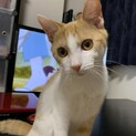 可愛い茶白の男の子❤️