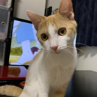 可愛い茶白の男の子❤️