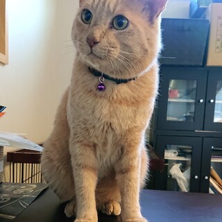 ※里親決定 優しく甘えん坊の男の子 チャー坊