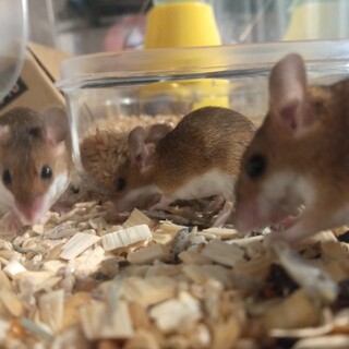 世界一小さいネズミ　アフリカチビネズミ
