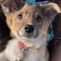 ボーダーコリー風のプリティ仔犬ちゃん②