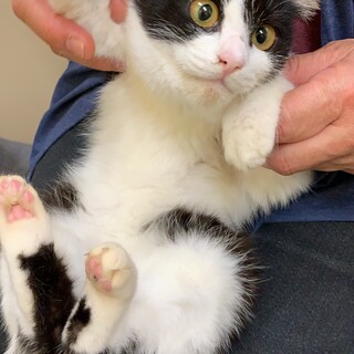 白黒の可愛いみみかちゃん