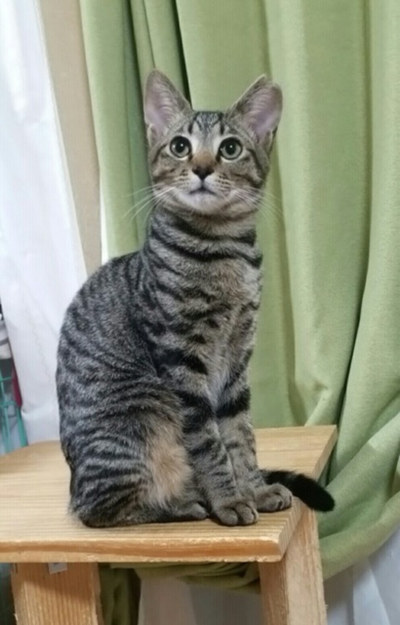 僕コビー ちょっとヘタレ 神奈川県 猫の里親募集 ペットのおうち 月間利用者150万人