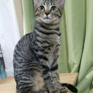 僕コビー、ちょっとヘタレだけどよろしくね！