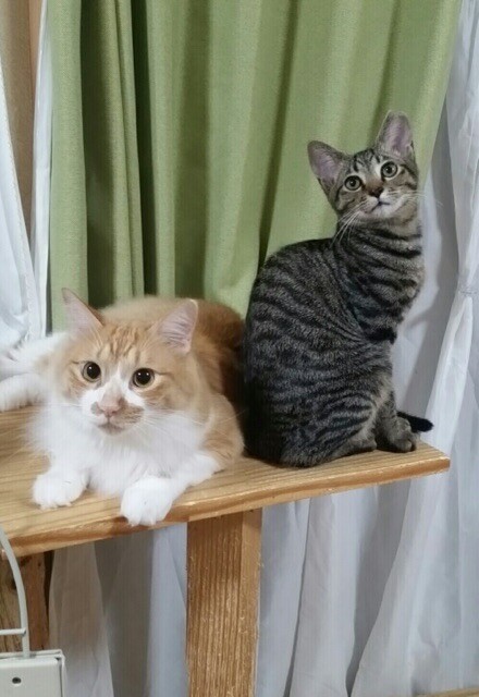 僕コビー ちょっとヘタレ 神奈川県 猫の里親募集 ペットのおうち 月間利用者150万人