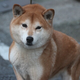 柴犬　優良血統の女の子　血統書付き　一旦停止