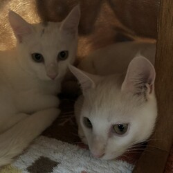 保護猫の譲渡会in守山