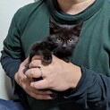 黒猫のコッペちゃん☆