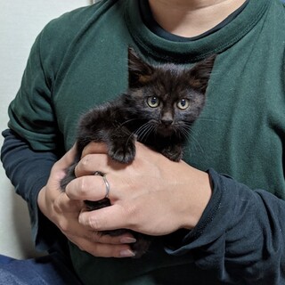 黒猫のコッペちゃん☆