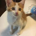 雑種の可愛い2ヶ月の猫ちゃんです。