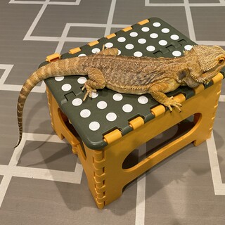 応募有りのため募集停止　フトアゴヒゲトカゲ