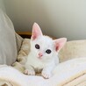 カワハラマキ