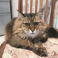 ユニ