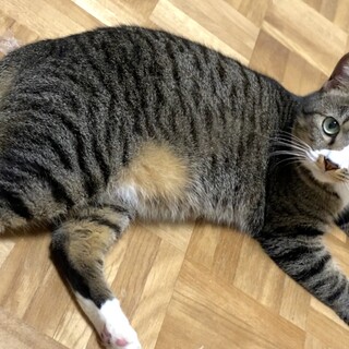 里親さんきまりました。