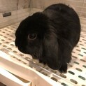 ホーランドロップイヤー黒の里親募集