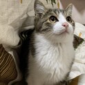 【お話中】5〜6ヶ月キジ白くん