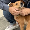 折れ耳オキャワ僕ダンテ