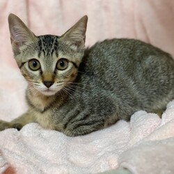 刈谷市で開催!!猫の譲渡会