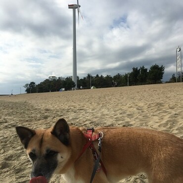 海