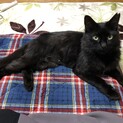 ふわふわな美人、黒猫ルナ