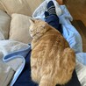 撫でないの？