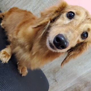 優しいお顔のピカちゃん♪里親絶賛募集中